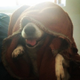 Sith Lord Dog logo