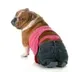 DOG WIF PANTS logo