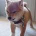 Angry dog Leon logo
