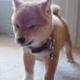 Angry dog Leon logo