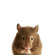jerry logo