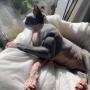Masscat