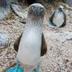 The Blue Booby logo