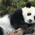CHILL PANDA PRINCESS logo