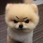 WOOF