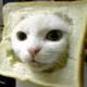 INBRED CAT logo