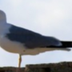 POPE BEAK THE FIRST logo