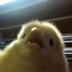 chick logo