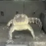 GUMBUS