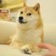 Doge dog real name logo