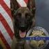 K-9 Killed in Shootout logo
