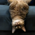upsidedowncat logo