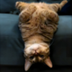 upsidedowncat logo