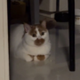 My neighbours cat logo