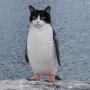 Pawgu