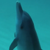 AI TALKING DOLPHIN logo