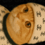 CATCHANEL