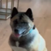 ELON MUSK DOG REAL NAME logo