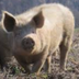 Government Seizes Pet Pig logo