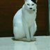 hail kittler logo