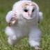 Running Barn Owl logo