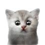 NOTCAT