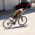 Doge On Bike logo