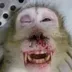 DEFUND FAUCIS MONKEY ISLAND logo