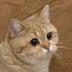 StareCat logo
