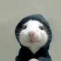 hoodrat