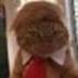 DONALDCAT logo