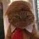 DONALDCAT logo