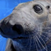 Seal Called Potato Chip logo