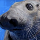 Seal Called Potato Chip logo
