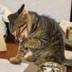VATICAN OFFICIAL CAT logo