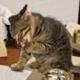VATICAN OFFICIAL CAT logo