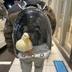 Backbling Duck logo