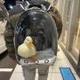 Backbling Duck logo