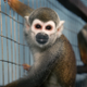 Escaped Lab Monkeys logo