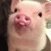 Cute viral Pig logo