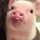 Cute viral Pig logo