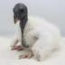 The first king vulture chick logo