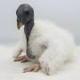 The first king vulture chick logo