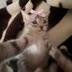Most Viewed Tiktok Cat logo