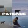 Patience