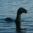 Nessie