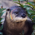 Justice For Famous Otter logo
