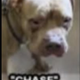 The Moo Deng Dog logo