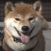 The First Arrested Shiba Inu logo