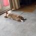 the most viral dog logo